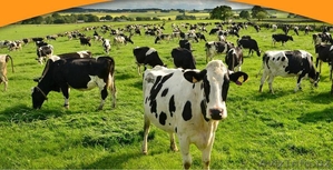 Племенные нетелей Голштинской породы из Польши. Возмежен расчет по бартеру #1415410