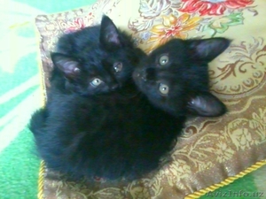 Отдам котят в Хорошие руки. #1433905