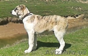 Продается подрощенный щенок алабая #1443572