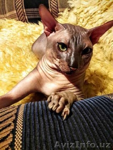 Сфинкс. Вязка. Окрас-голубой (резинка ) .Глаза зеленые .  #1457304