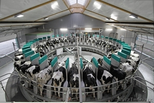 Доильная площадка Карусель  #1469090