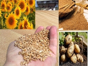 Пшеница из Казахстана от производителя! 2-4 класса #1481175