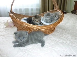 Прелестные вислоухие котята в добрые руки. #1473829