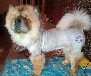 Блеск тату, cтрижка кошек и собак! #1478514