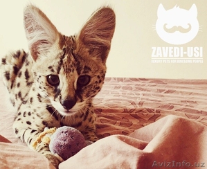 Экзотические кошки: каракалы,  сервалы,  гибриды Ф1 #1482134