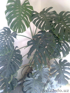 Комнатные растения #1491992