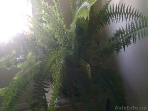 Махровые папоротники #1491998