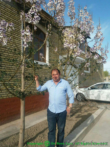 Павловния в Ташкенте (Адамово дерево). Саженцы.  #1494620