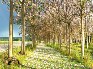 Павловния – это дерево будущего родного края Узбекистан! #1494617