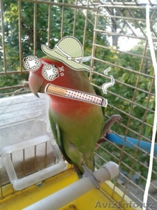 неразлучник с клеткой и дуплянкой #1505500