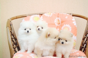 Щенки померанского шпица  #1509389