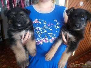 Продам чистокровных немецких овчарок #1521149