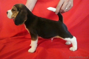 продаются щенки породы бигль #1517128