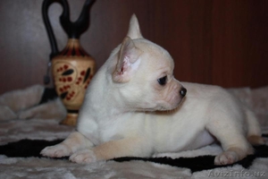 щеночки чихуахуа #1525205