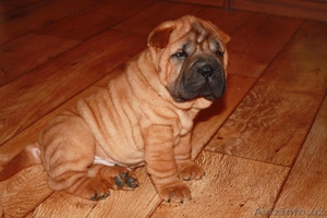 щеночки шарпейчики #1525204