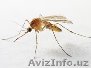 Дезинфекция от Насекомых #1524863