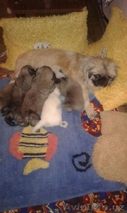 Продаются очеровательные щеночки #1522371
