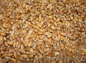 Зерновые и Масленичные культуры  #1535576