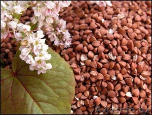 Крупы (гречка),  масло подсолнечное #1535446