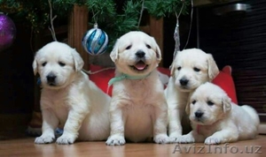  Продаются породистые,  клейменные,  клубные щенки голден ретривера с документами. #1539232