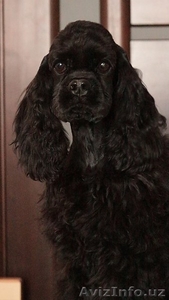 Продажа шикарного щенка американский кокер спаниель #1540805