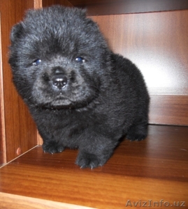 Продам щенков чау-чау #1545806