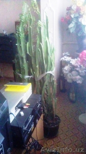 Продам молочай-кактус #1549614