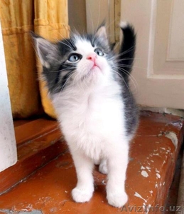 Отдадим котят в добрые руки #1300250