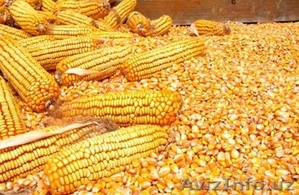 Кукуруза в Ташкенте,  Узбекистан #1559537