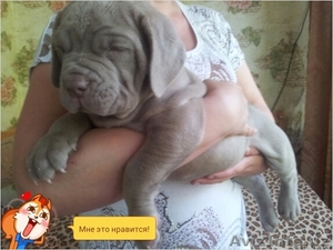 Продаются щенки Мастино Наполетано #1559894