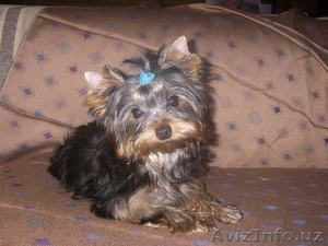 щенок йоркшиского терьера сука 3.5 месяца #1569149
