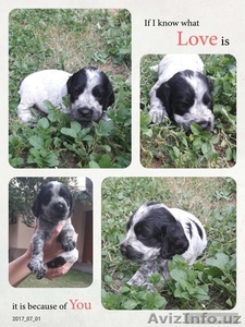 Продаются великолепные щенки русского спаниеля #1570179