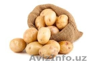 Картофель Украина #1572359