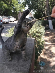 Очаровательная котодевочка. #1574143