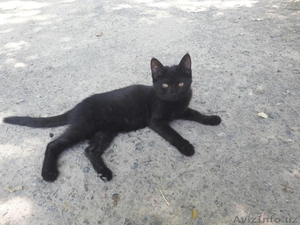 Замечательная котодевочка. #1574146