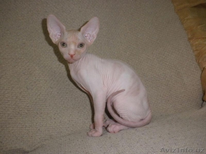 Продаются котята Канадского сфинкса #1575630
