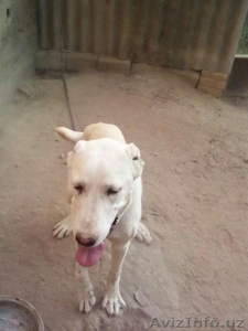 продам щенка алабая #1580161