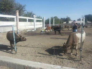 Приглашаем инвесторов в прибыльный бизнес — оптовая торговля говяжьим мясом. #1583749