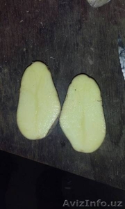 Картофель продовольственный оптом #1591283