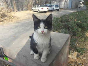 Красивый черно-белый котенок. #1593638