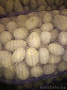 Оптовые поставки картофеля по доступным ценам  #1598649