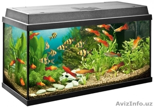 Очистка аквариума. #1598966