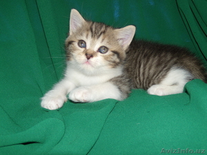 Породистые котята.Скоттиш страйт. #1599323