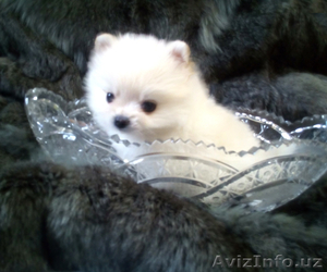 Померанские шпицы #1599817