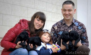 Новогодняя Скидка.Элитные щенки ЛАБРАДОРА #1599907