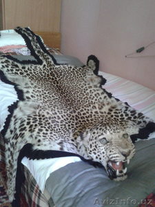 Шкура Леопарда #1601285