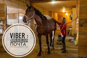 Работа в Европе ,  Германия #1600367