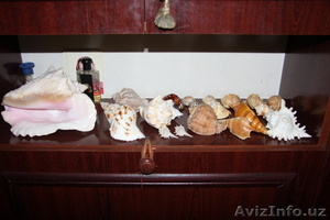 морской мир #1602718