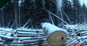 Качественный лес из регионов Дальнего Востока России #1605442