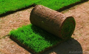 Газон. Продажа и установка готового выращенного газона производства Дании в руло #1616923